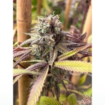 Red Kachina V2(Concious Genetics) Cannabis Seeds