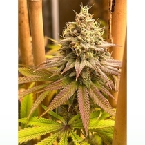 Blood Diamonds (Conscious Genetics) Cannabis Seeds