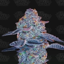 Blue Pancakes S1 (Terp Treez Co.) Cannabis Seeds