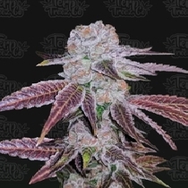 Melon Drip (Terp Treez) Cannabis Seeds