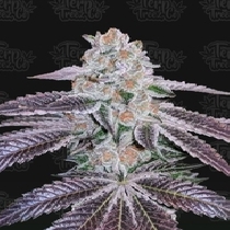 Pink Apple Tartz (Terp Treez) Cannabis Seeds