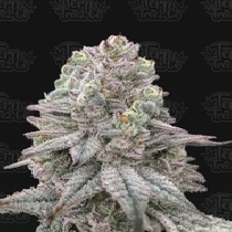 Znapple Fritter (Terp Treez)Znapple Fritter  Cannabis Seeds