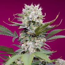 Sweet Mandarine Zkittlez XL Auto (Sweet Seeds) Cannabis Seeds