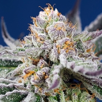 Orange Apricot Glue XL Auto (Sweet Seeds) Cannabis Seeds