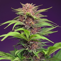 Red Mimosa XL Auto (Sweet Seeds) Cannabis Seeds