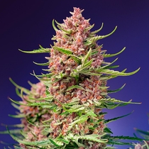 Strawberry Cola Sherbet F1 Fast Version (Sweet Seeds) Cannabis Seeds