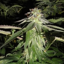 Corleone Kush (Cali Connection Seeds) Cannabis Seeds