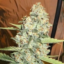 Jedi Kush (Cali Connection Seeds) Cannabis Seeds