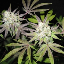 Tiramisu - The Gold Line (Cali Connection Seeds) Cannabis Seeds