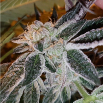 Australian Daywrecker Feminised (Connoisseur Genetics Seeds) Cannabis Seeds