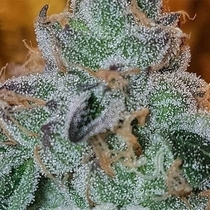 Diesel Dipped Jones Feminised (Connoisseur Genetics Seeds) Cannabis Seeds