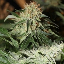 Strawberries and Cream Mix Feminised (Connoisseur Genetics Seeds) Cannabis Seeds