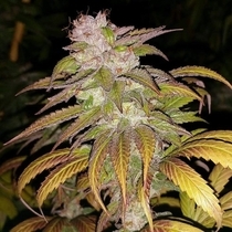 1 Dog Jab Regular (Connoisseur Genetics Seeds) Cannabis Seeds