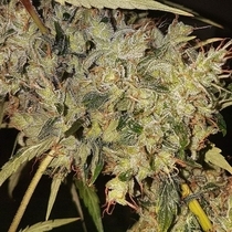 Box of Chemdog Regular (Connoisseur Genetics Seeds) Cannabis Seeds