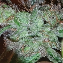 Buddas Dog Regular (Connoisseur Genetics Seeds) Cannabis Seeds