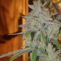 Cali O Chem Regular (Connoisseur Genetics Seeds) Cannabis Seeds