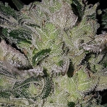 Chemdog Psychosis Regular (Connoisseur Genetics Seeds) Cannabis Seeds