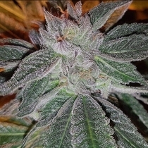 Strawberry Chemdog Haze Regular (Connoisseur Genetics Seeds) Cannabis Seeds