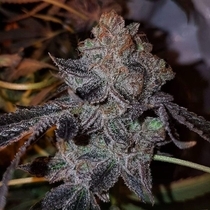 New York Chem Dog Haze Regular (Connoisseur Genetics Seeds) Cannabis Seeds