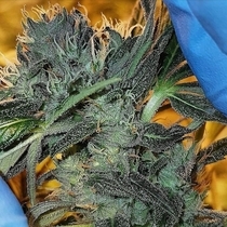 Nevils Dog Regular (Connoisseur Genetics Seeds) Cannabis Seeds