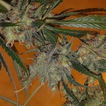 Dutch Dog Regular (Connoisseur Genetics Seeds) Cannabis Seeds