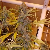 Daves Dog Regular (Connoisseur Genetics Seeds) Cannabis Seeds