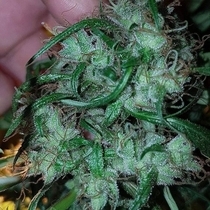 Dangerous Dog Regular (Connoisseur Genetics Seeds) Cannabis Seeds