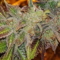 Kush Chem Haze Regular (Connoisseur Genetics Seeds) Cannabis Seeds