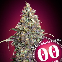 Grand Daddy Purple (00 Seeds) Cannabis Seeds