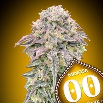 Mimosa (00 Seeds) Cannabis Seeds