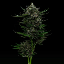 All Gas OG  regular (Humboldt Seed Company) Cannabis Seeds
