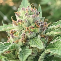 Apple Blossom (Humboldt Seed Company) Cannabis Seeds