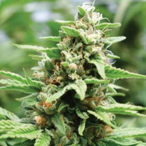 Apricot Papaya (Humboldt Seed Company) Cannabis Seeds