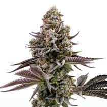 Blueberry Cupcake  (Humboldt Seed Company) Cannabis Seeds