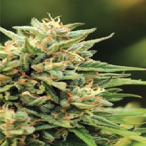California Sour Diesel (Humboldt Seed Company) Cannabis Seeds