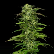 Dream Queen Auto (Humboldt Seed Company) Cannabis Seeds