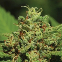 Emerald Fire OG Auto (Humboldt Seed Company) Cannabis Seeds