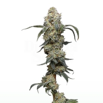 Farmers Daughter (Humboldt Seed Company) Cannabis Seeds