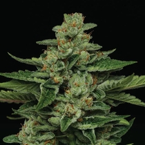 Fortune Cookie (Humboldt Seed Company) Cannabis Seeds