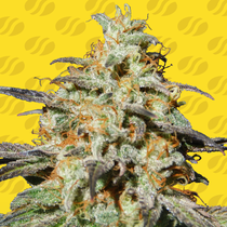 Biscotti Auto (Original Sensible Seeds) Cannabis Seeds
