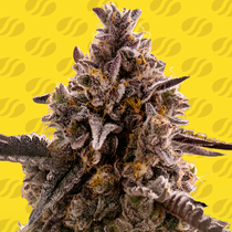 Black Orchid Auto (Original Sensible Seeds) Cannabis Seeds