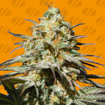Black Orchid (Original Sensible Seeds) Cannabis Seeds