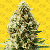 Frosted Guava Auto (Original Sensible Seeds) Cannabis Seeds
