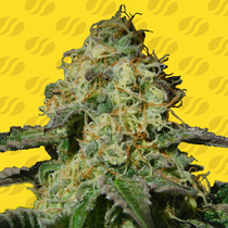 Jealousy Auto (Original Sensible Seeds) Cannabis Seeds