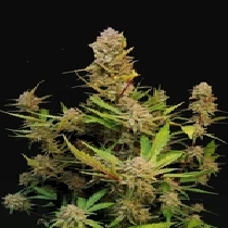 Apricot Auto Feminised ( Fast Buds 420 ) Cannabis Seeds