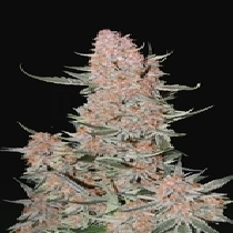 Ztrawberriez Auto (Fast Buds Seeds) Cannabis Seeds