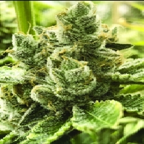 Banana Crasher (Black Farm Genetix Seeds) Cannabis Seeds