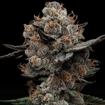 Frosted Acai (Black Farm Genetix Seeds) Cannabis Seeds