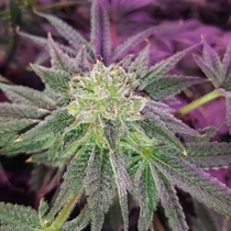 Glukies BX (Black Farm Genetix Seeds) Cannabis Seeds