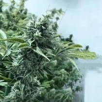 Lemon Miracle  (Black Farm Genetix Seeds) Cannabis Seeds